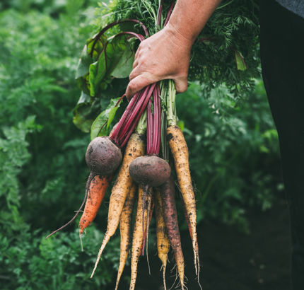 food service companies collecting fresh beetroot, parsnips and carrots